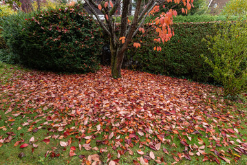 Rotes Laub der japanischen Zierkirsche am Boden mit Baum und Hecke