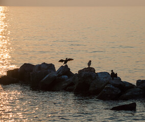 cormorants drying their feathers on the promenade of Barcola in Trieste