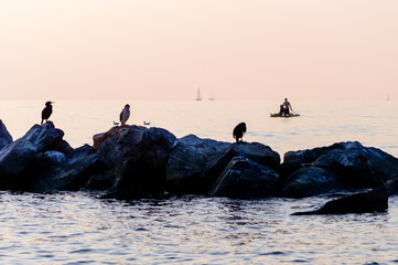 Sunset at Barcola (Trieste, Italy) seafront, three cormorants on the rocks and a couple paddling in...