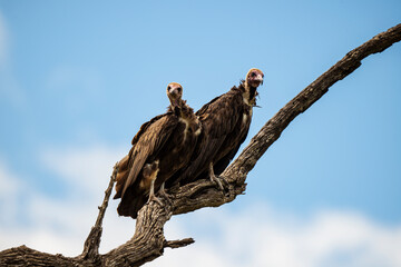 Vautour charognard,.Necrosyrtes monachus, Hooded Vulture