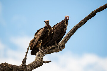 Vautour charognard,.Necrosyrtes monachus, Hooded Vulture