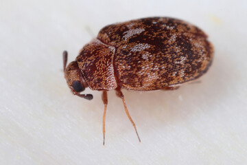 Carpet beetle Anthrenus (Dermestidae). It's a common pest in homes.