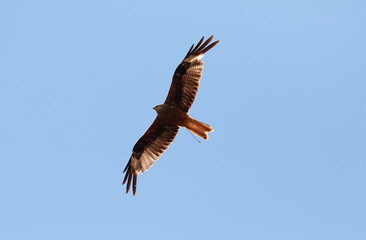 Rotmilan auf Futtersuche