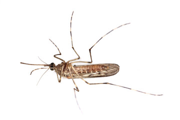 Mosquito isolated on a white background