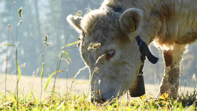 Cow in the mountains close up. Happy alpine milky cows are grazing in the grass. Rural scene, in the background Tatra mountains, Poland, Europe. Well-fed, well-groomed alpine cows, bulls and calfs. 