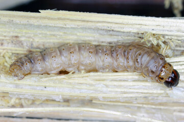 Caterpillar of The European corn borer or borer or high-flyer (Ostrinia nubilalis). It is a moth of the family Crambidae. It is a one of most important pest of corn crops.