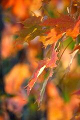 maple leaves, autumn color