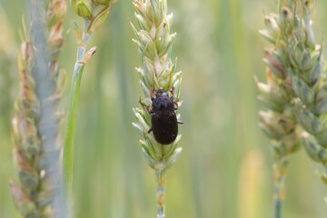 Beetle of Zabrus tenebrioides eating eating a unripe wheat kernel, a species of black ground beetle...