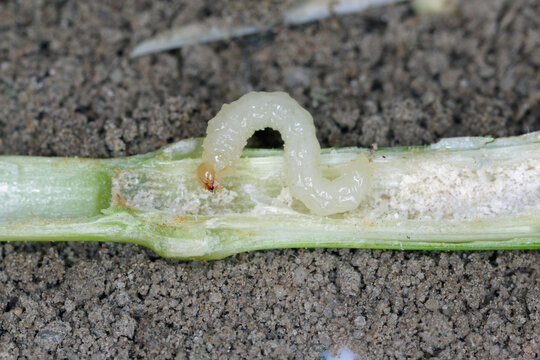 larva of Stem Borer Sawfly Cephus pygmaeus (Cephidae) and damaged stalk of cereals. It is a important pest of cereals.