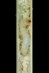 larva of Stem Borer Sawfly Cephus pygmaeus (Cephidae) and damaged stalk of cereals. It is a...
