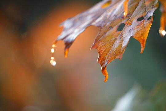 maple leaves, autumn color