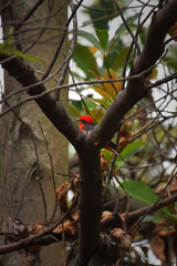 tree in the forest with a red cardinal behind