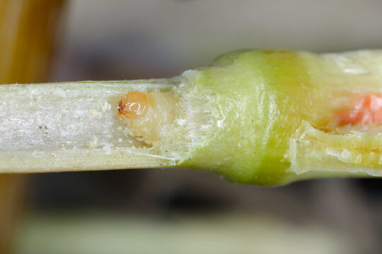 larva of Stem Borer Sawfly Cephus pygmaeus (Cephidae) and damaged stalk of cereals. It is a important pest of cereals.