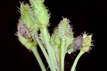 Ceutorhynchus napi and Ceutorhynchus pallidactylus (formerly quadridens) Cabbage Stem Weevils. Beetles from family Curculionidae, pest of oilseed rape (canola) plants and other cabbage.
