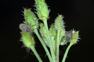 Ceutorhynchus napi and Ceutorhynchus pallidactylus (formerly quadridens) Cabbage Stem Weevils. Beetles from family Curculionidae, pest of oilseed rape (canola) plants and other cabbage.