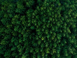 Aerial photo of green forest