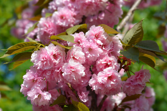 Japanese flowering cherry Kanzan