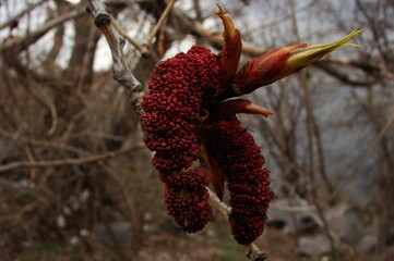 awakening, buds, leaves, morning, nature, spring, texture, tree