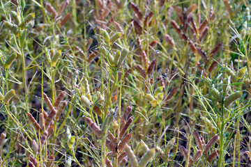 Legume lupine leaves completely eaten by the insect pests - Sitona griseus. Destruction of agriculture crops.