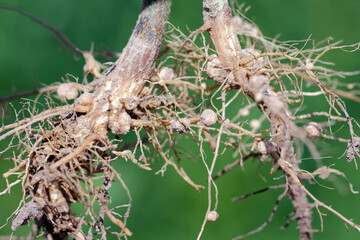 Nodules of soybean. Atmospheric nitrogen-fixing bacteria live inside