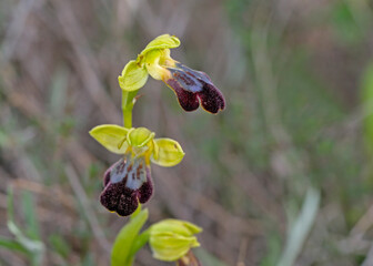 Flower of Ophrys mesaritica, Crete
