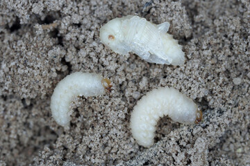 Sitona griseus is a species of weevil Curculionidae, pest of lupines and other Fabaceae. Larvae and pupa in the soil near the root of the soybean plant