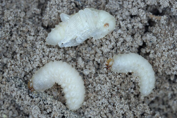Sitona griseus is a species of weevil Curculionidae, pest of lupines and other Fabaceae. Larvae and pupa in the soil near the root of the soybean plant