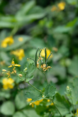 Greater celandine