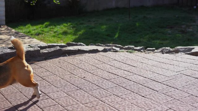 Adult puppies run around the yard of the house. Young teen puppies have fun outdoors in the garden of the house. High quality 4k resolution footage. 