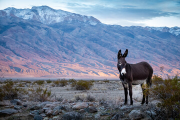 Wild donkey on American desert at sunset.