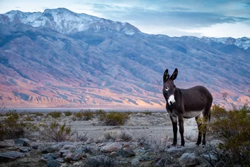 Tuinposter Wild donkey on American desert at sunset. © Artur Kowalczyk