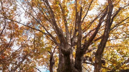 Timelapse of a tree changing from summer to winter