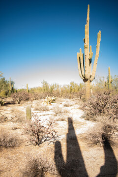 Ominous but Promising Saguaro Shadow Desert Landscape 