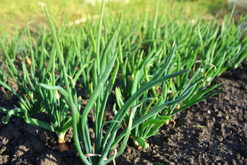 Green onions seedlings in the vegetable garden On the Sunset. Home growing vegetables in spring time.