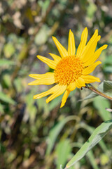 Bright Beautiful Yellow Sonoran Garden Daisy with Room for Text
