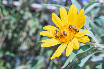 Three Honey Bees Pollenating Large Bright Yellow Daisy in Sonoran Summer Desert Garden with room for text