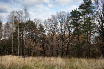 Autumn forest, park, sunny day, natural landscape