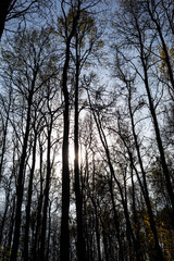 sun shines through autumn trees, deciduous park