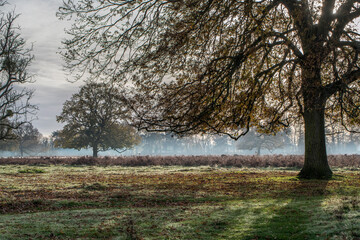 Winter morning light