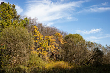 Obraz na płótnie Canvas Autumn forest, park, sunny day, natural landscape