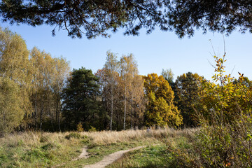Fototapeta na wymiar Autumn park on a sunny day, natural landscape