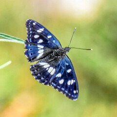 Papillon  demi deuil - Butterfly