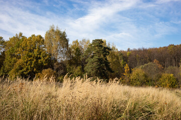 Fototapeta premium field of dry autumn grass in the park, sunny day, natural landscape