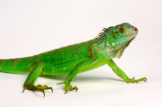 Gr&uuml;ner Leguan // Green iguana (Iguana iguana)