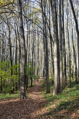 road through the autumn deciduous forest