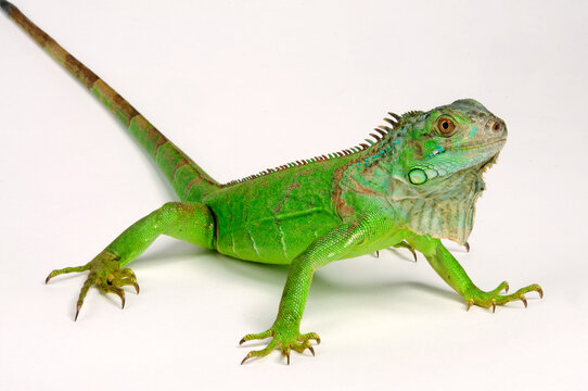 Green iguana // Gr&uuml;ner Leguan (Iguana iguana)