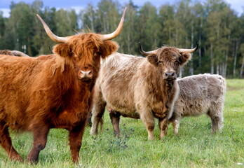 Big-horned ox in a farm. Big-horned ox in a farm in Latvia, summer time