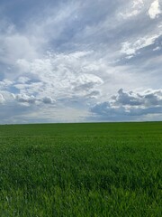 green field and blue sky