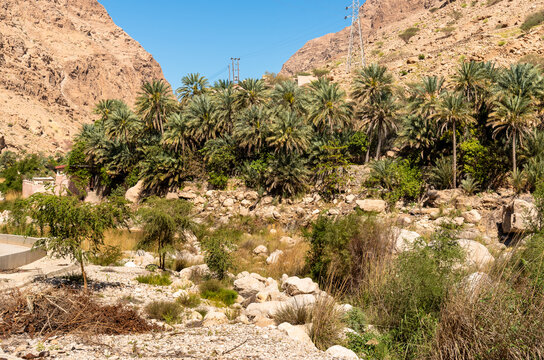 Landscape of Wadi Tiwi oasis with mountains and palm trees in Sultanate of Oman.