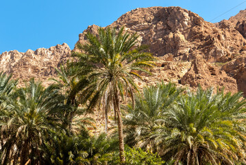 Fototapeta na wymiar Landscape of Wadi Tiwi oasis with mountains and palm trees in Sultanate of Oman.